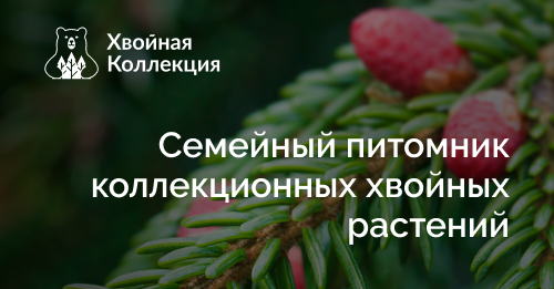 Семейный питомник коллекционных хвойных растений. Хвойная коллекция питомник. Хвойная коллекция Подольск питомник. Conifercollection.ru.