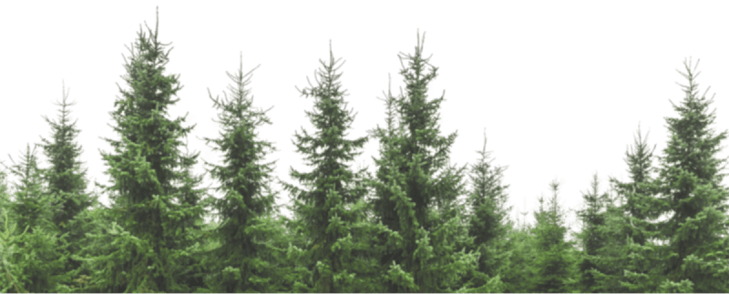 Лес на фоне