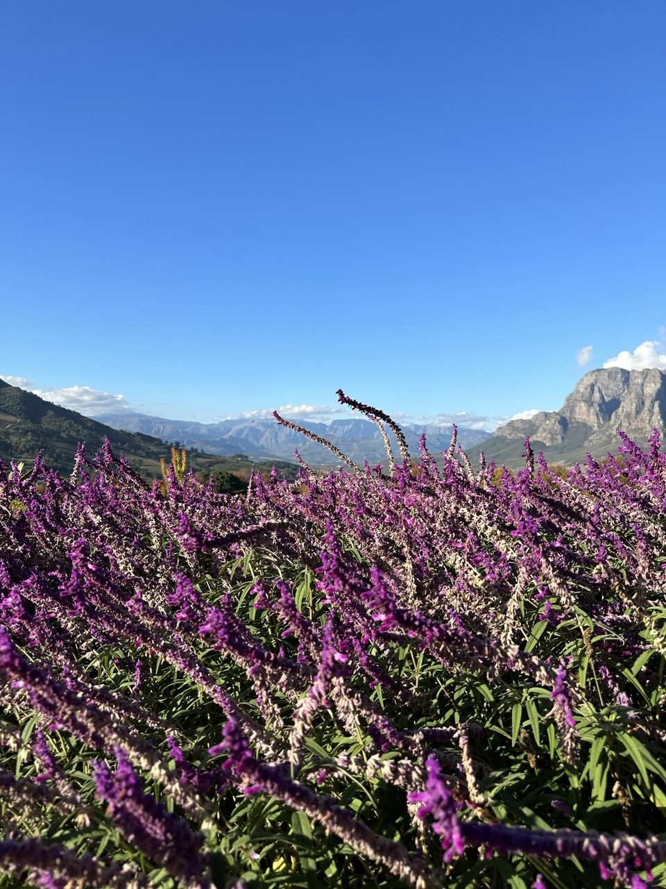 Сады Babylonstoren на фоне гор Кару