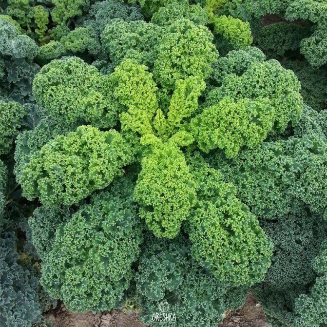 Seeds of Ornamental cabbage Cadet (Brassica oleracea) — 30 pcs