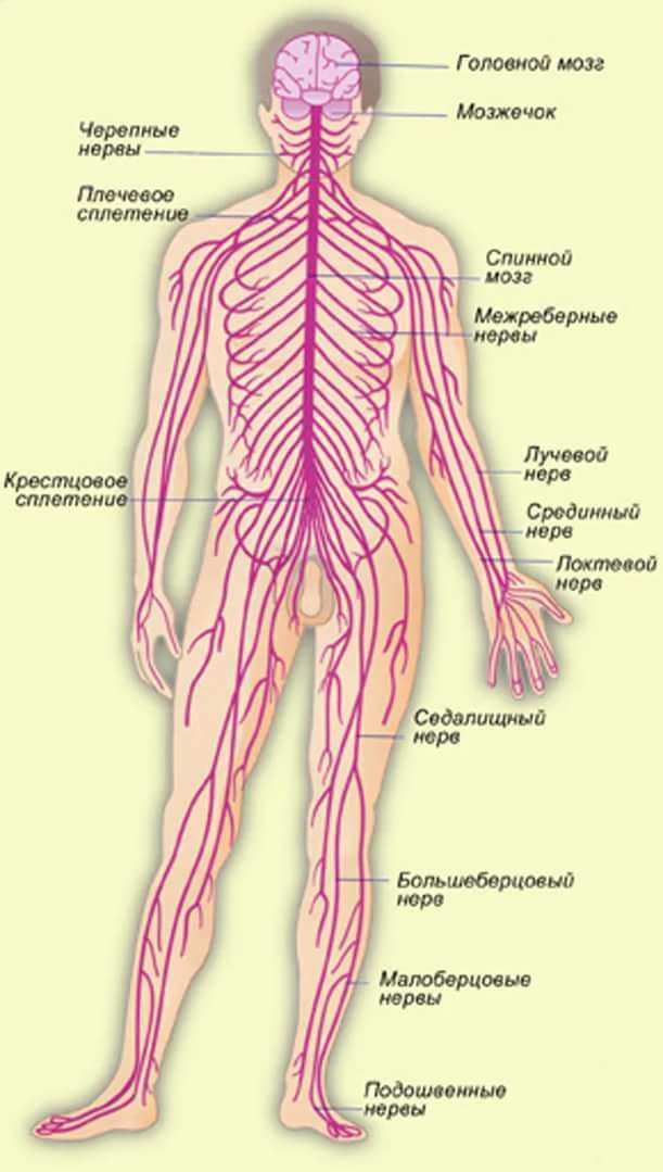 Как проходят нервы в человеческом организме смотреть в картинках