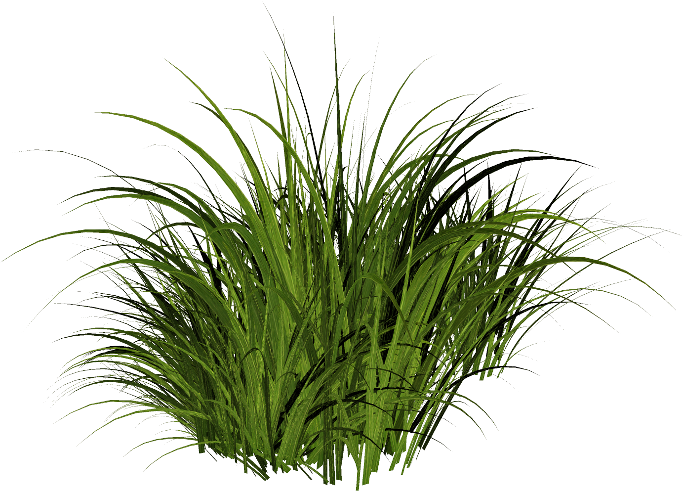 Grass plant. Трава Грасс Лонг куст. Растения на прозрачном фоне. Трава на прозрачном фоне. Трава на белом фоне.