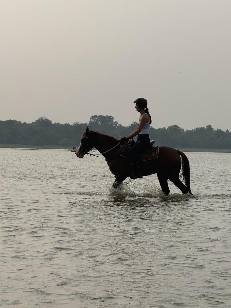 A horse and rider crossing shallow coastal water at Vonfidel Ranch on Sri Lankas east coast.