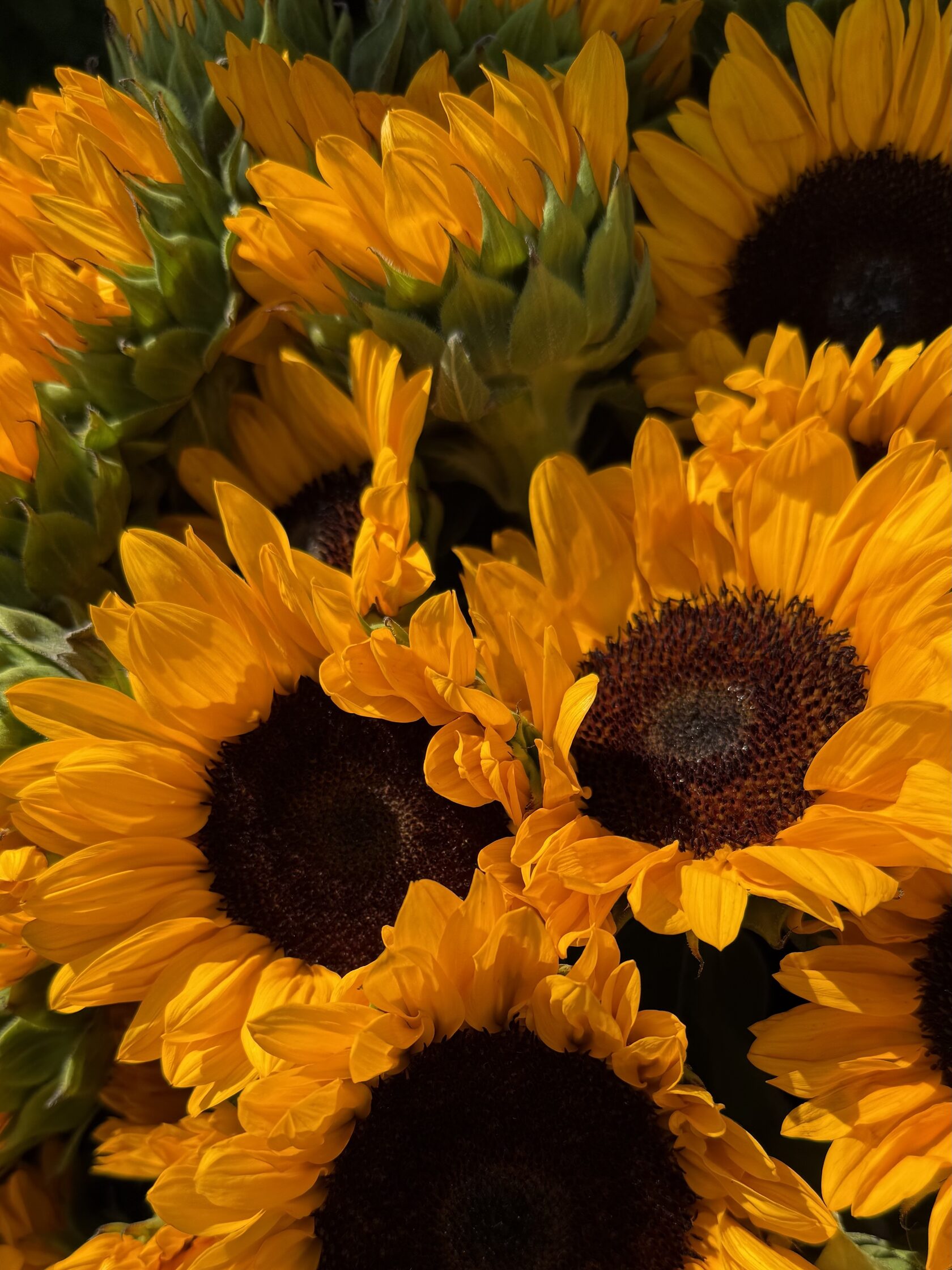 Обложка статьи: доставка цветов в Красноярске и Емельяново от студии Пыльца