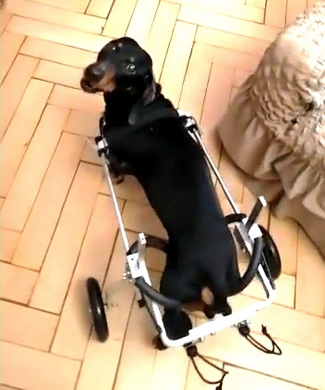 Hund im Rollstuhl