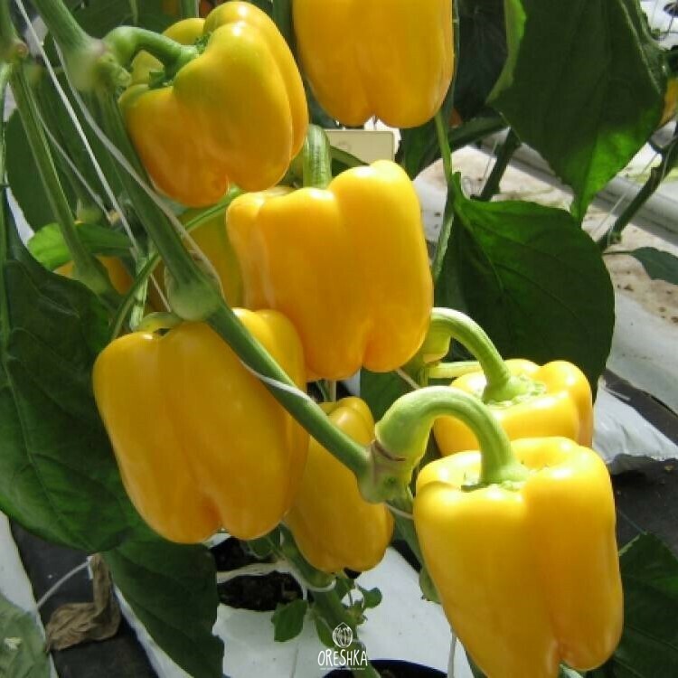 Seeds of Sweet pepper Asti is yellow (Capsicum) — 10 pcs