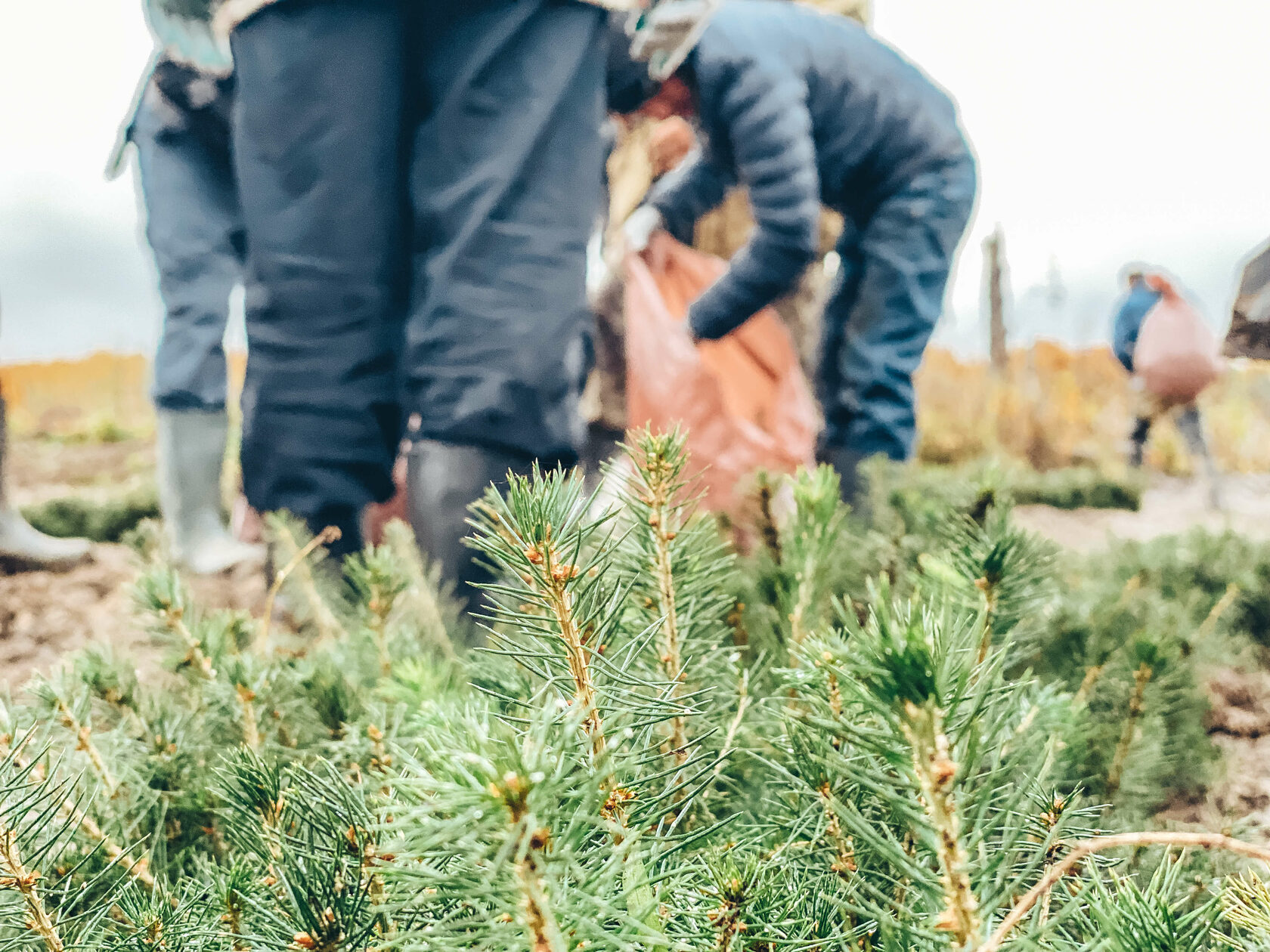 Проекты компенсационного лесовосстановления по действующим правилам