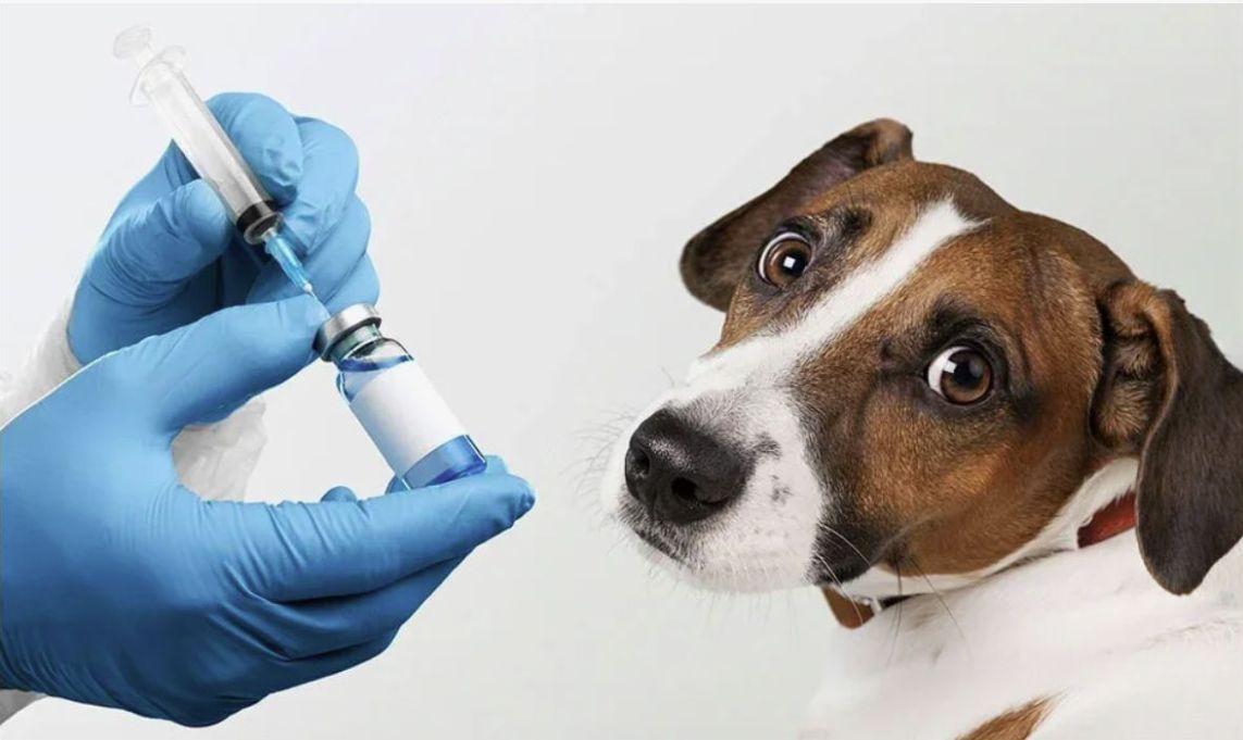 Бесплатная вакцинация собак в Петербурге: всё, что нужно знать владельцам