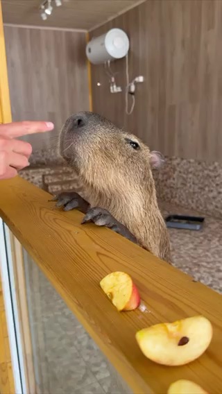 Капибара тянется к гостю за яблоком — Ферма Альпак в Самаре