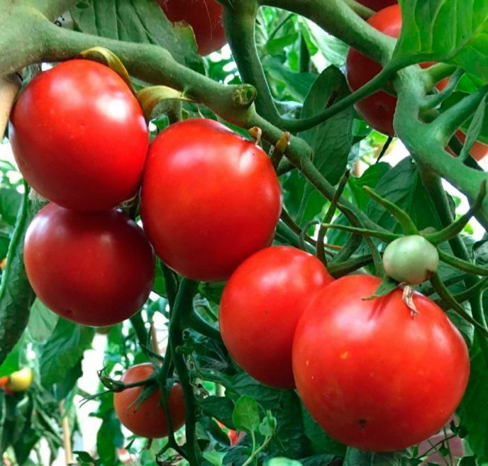 Когда сеять семена помидоров на рассаду: сроки посадки томатов