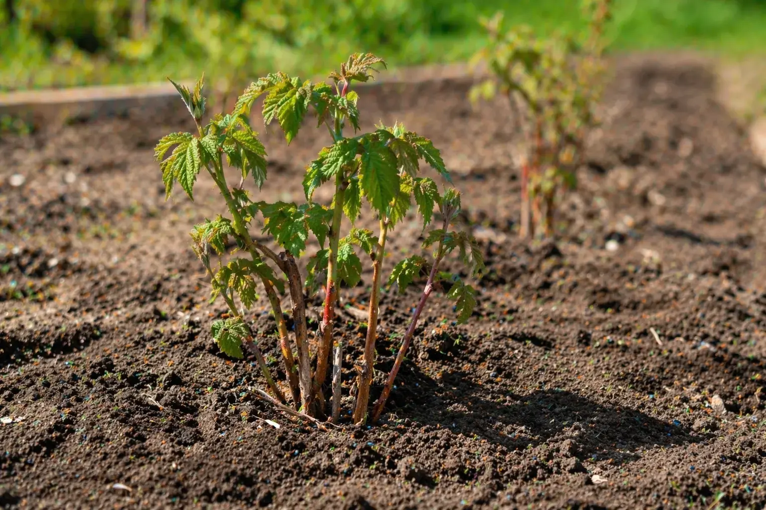 Почему малина плохо растет