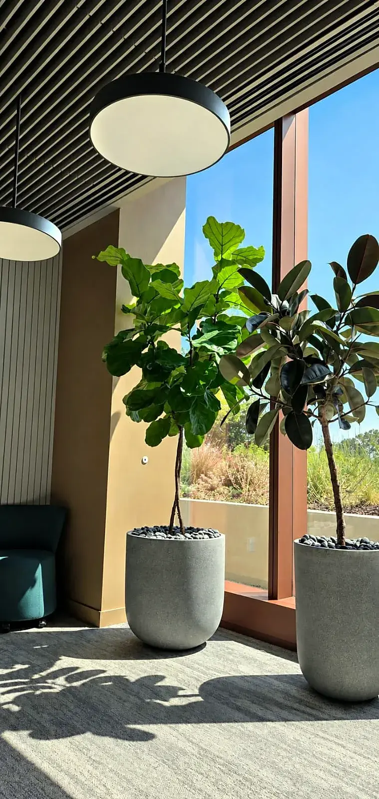 Fiddle-leaf fig and rubber tree in gray planters beside floor-to-ceiling windows, with native planting visible outside