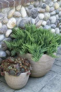 Succulent in ceramic pot