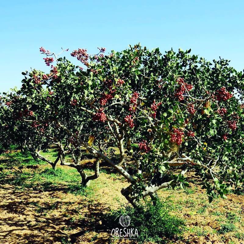 Seeds of Pistachios - 10 pcs