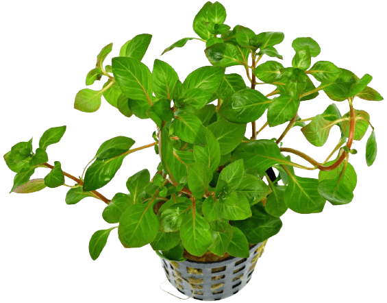 Людвигия - Зеленая