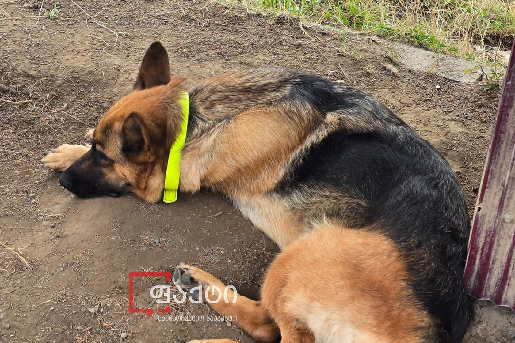 Request to Transfer Four German Shepherds to a Special Enclosure
