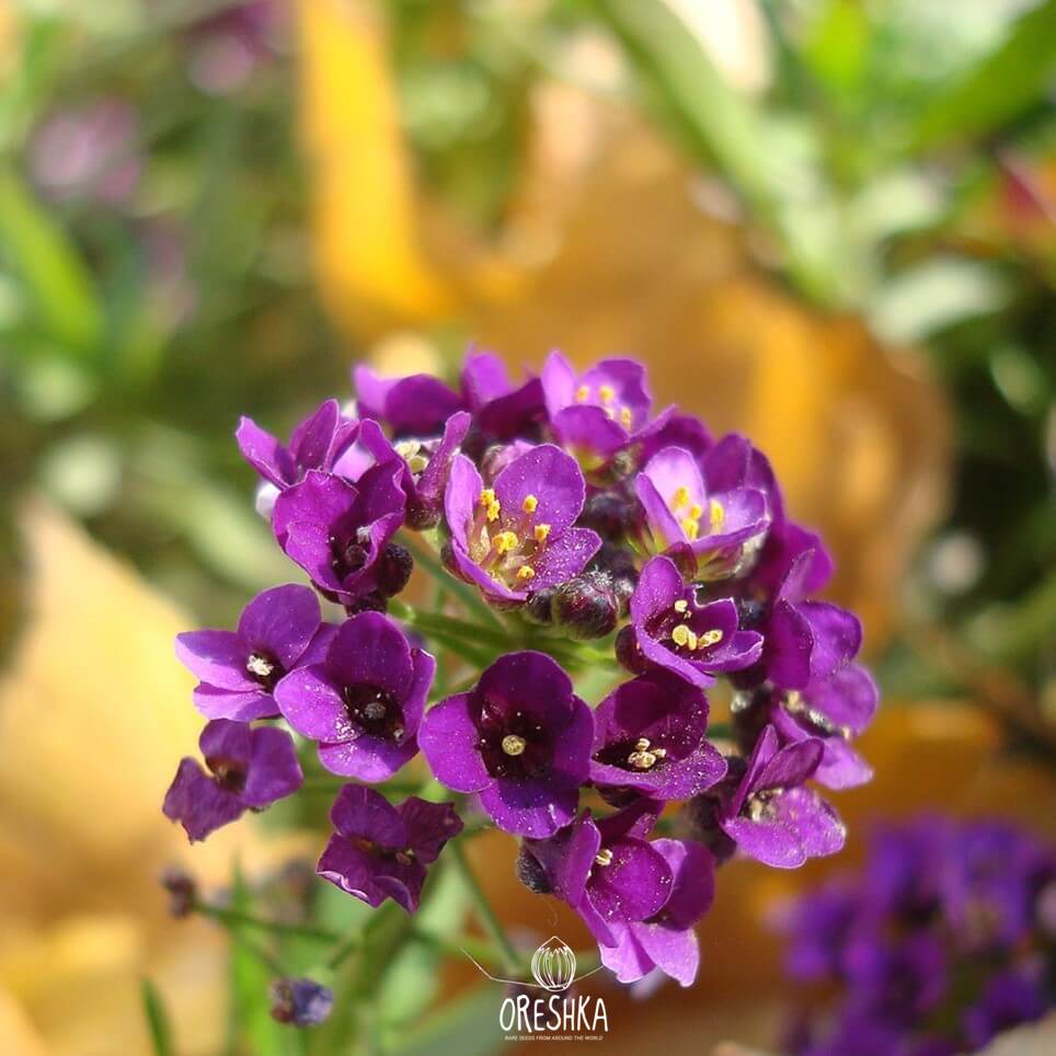 Seeds of sweet alyssum (Alyssum) — 50 pcs