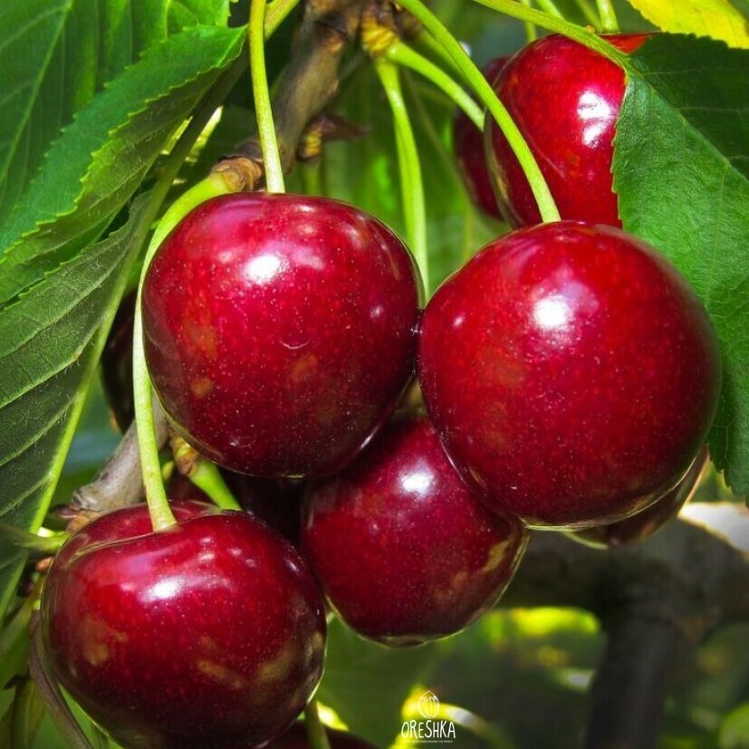 Seeds of Cherry large Uzbekistan (Prunus avium) — 10 pcs