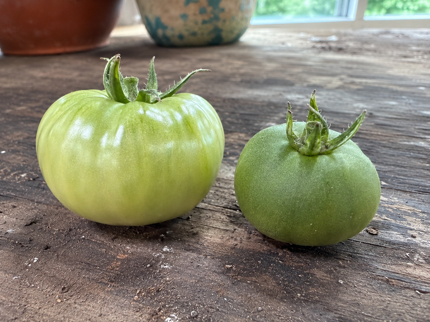 Mature green tomato next to an immature green tomato showing the skin difference