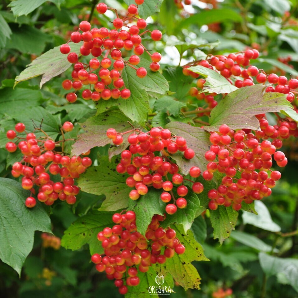 Калина обыкновенная. Калина обыкновенная Viburnum opulus. Калина обыкновенная (Viburnum opulus l.). 5. Калина обыкновенная (Viburnum opulus). Калина обыкновенная семена.