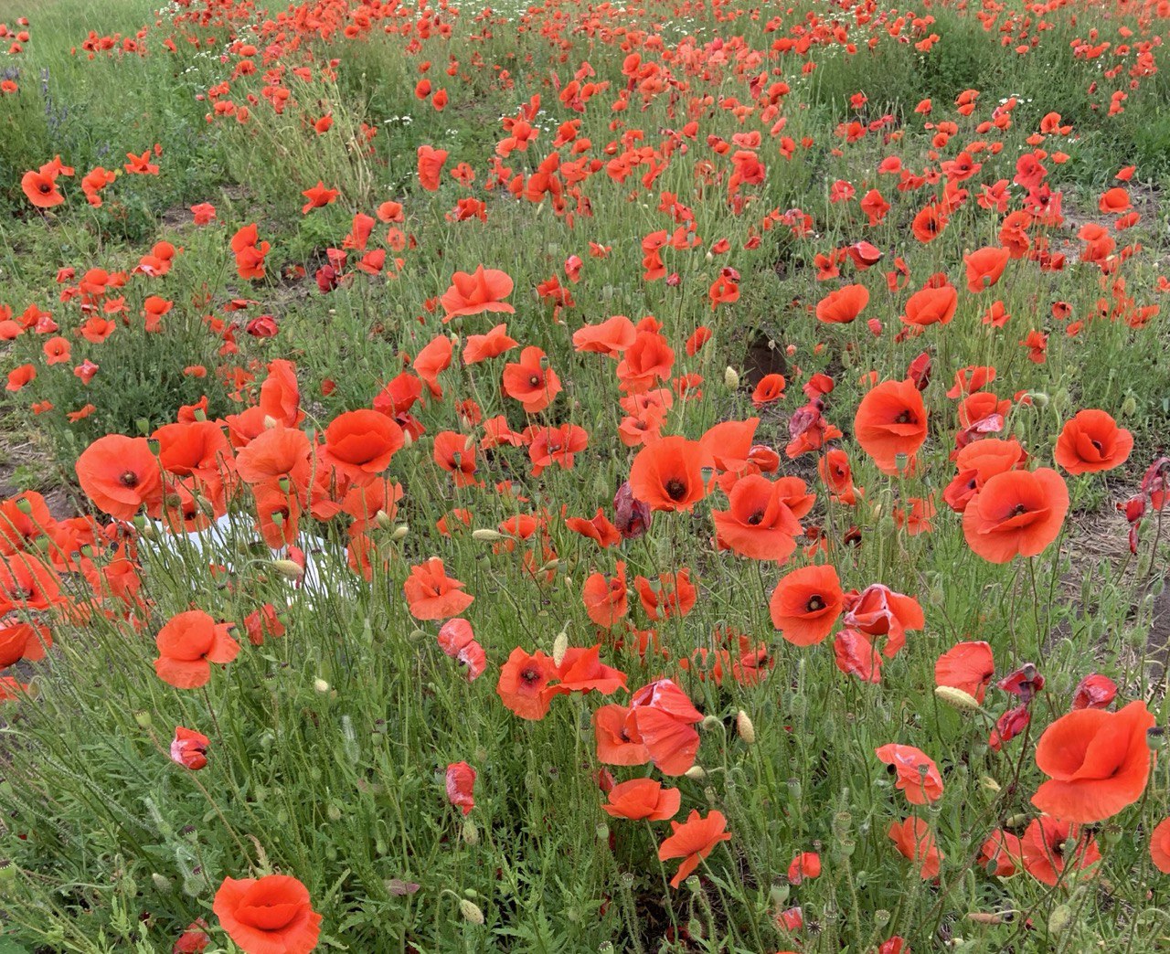 Культурный досуг на цветущем маковом поле