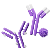 Antibody Conjugation