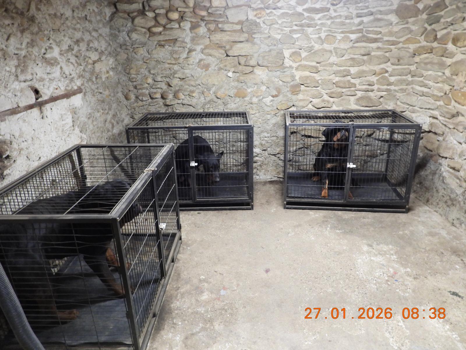 Psy zabezpieczone podczas śledztwa dotyczącego międzynarodowego nielegalnego handlu psami między Serbią a Francją