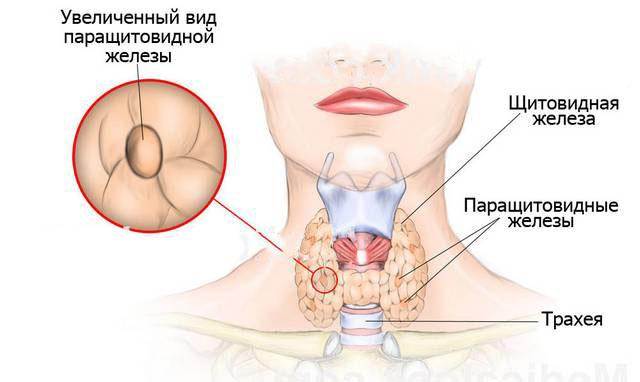 Щитовидная Железа Фото У Женщин Лечение