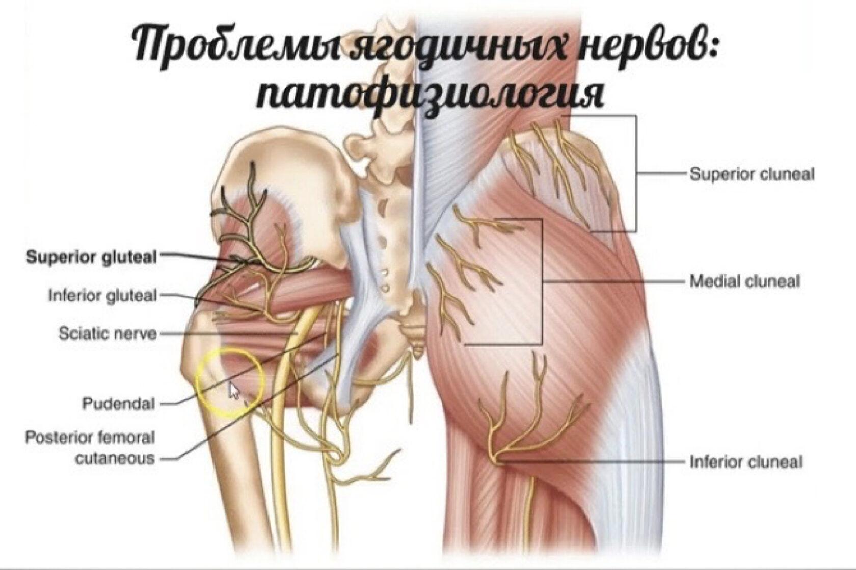 Седалищный нерв атлас