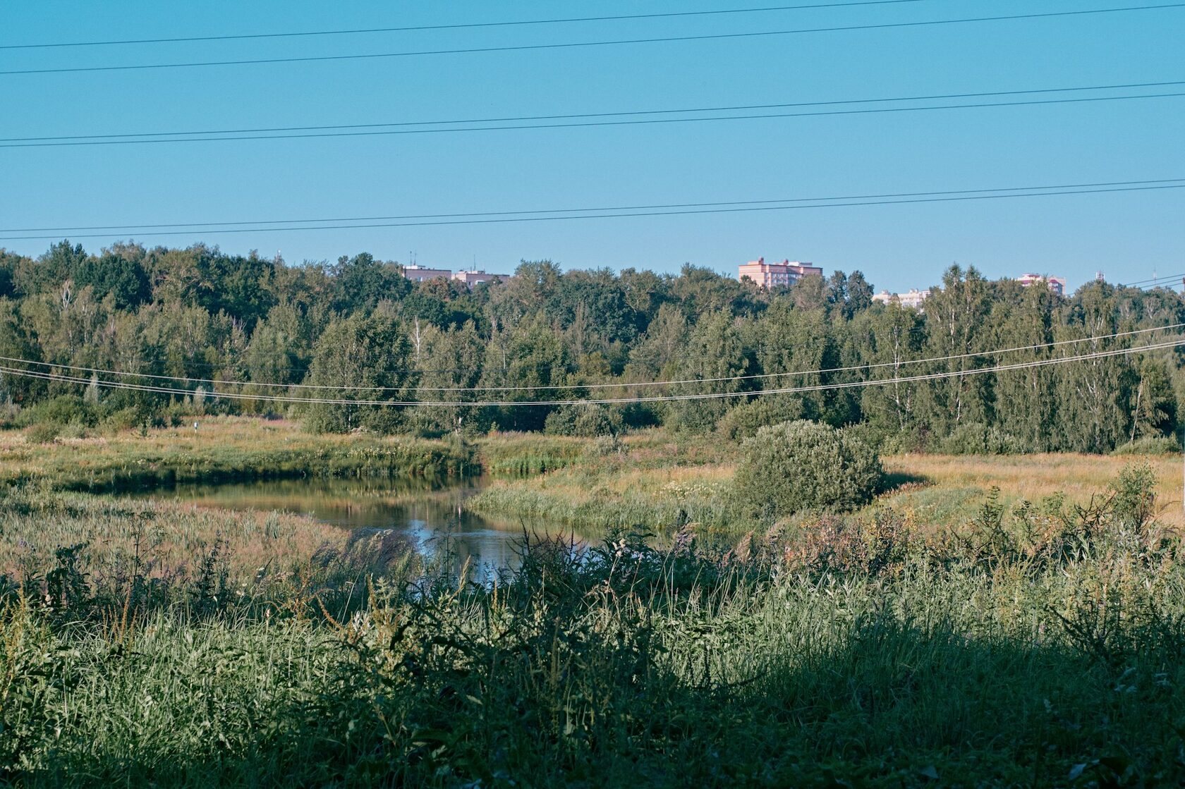 Рыбалка на пруду
