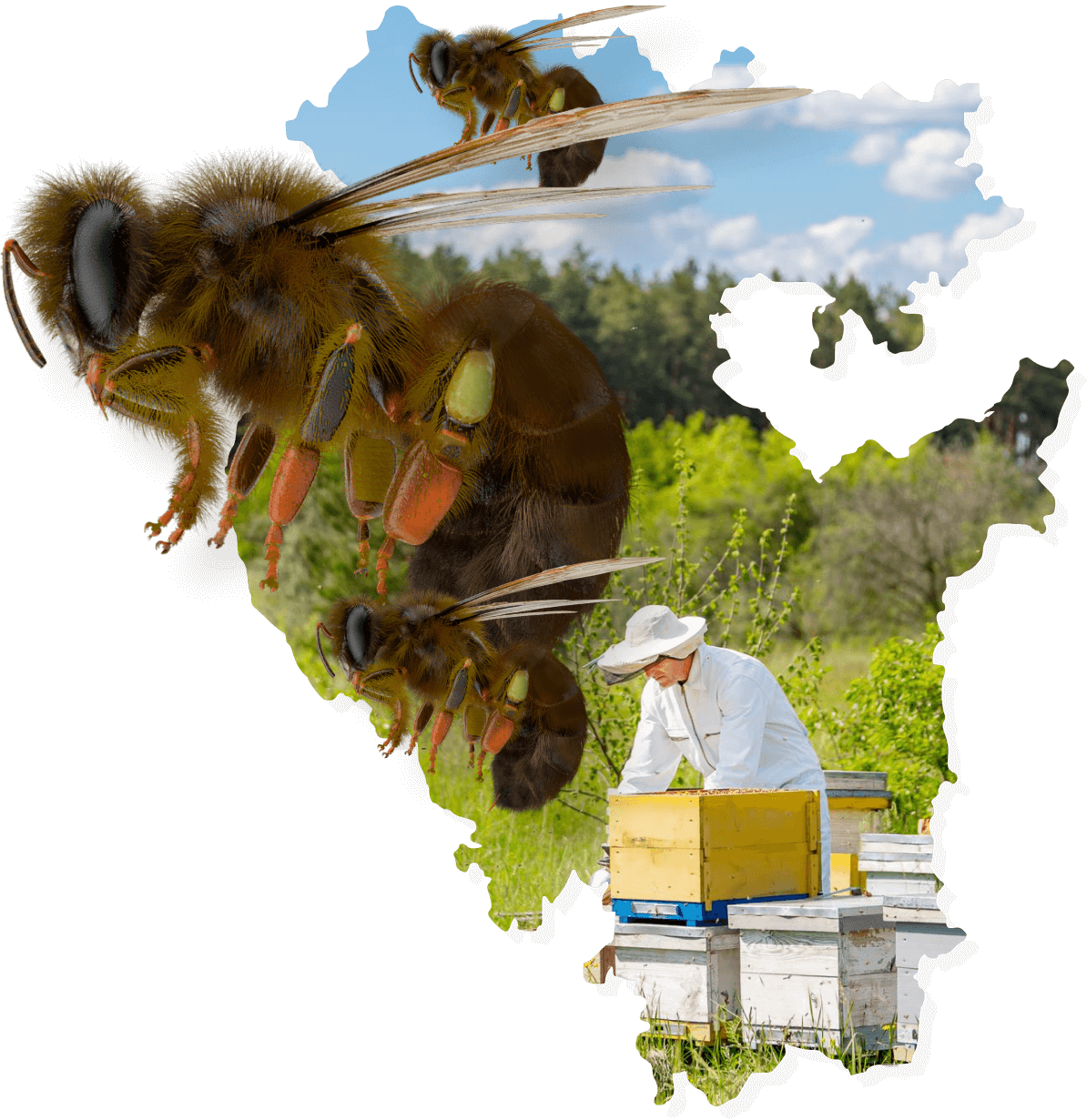 Информационный портал пчеловодов Республики Башкортостан