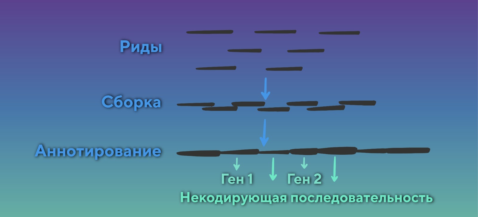 Биоинформатическая обработка данных секвенирования - блог компании Sesana