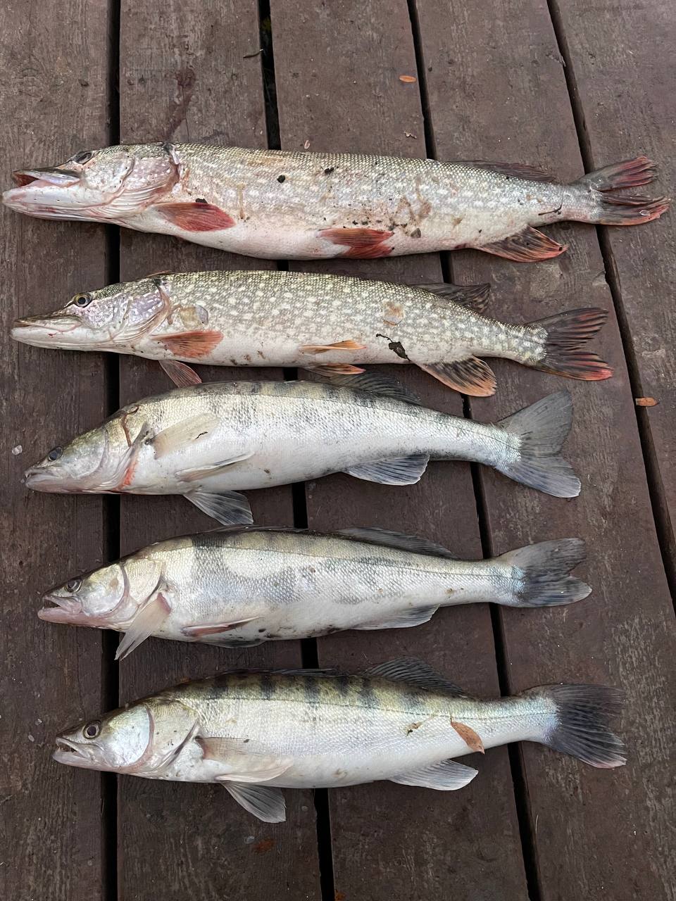 Рыболовно-охотничья база «Семь островов» в Астрахани - официальный сайт