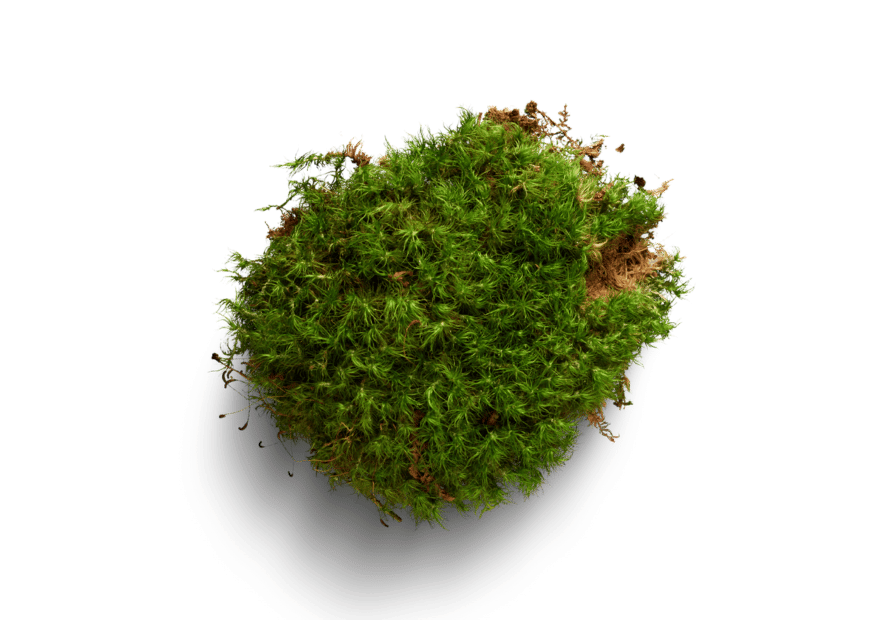 moss