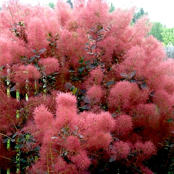 Скумпия Кожевенная Cotinus coggygria