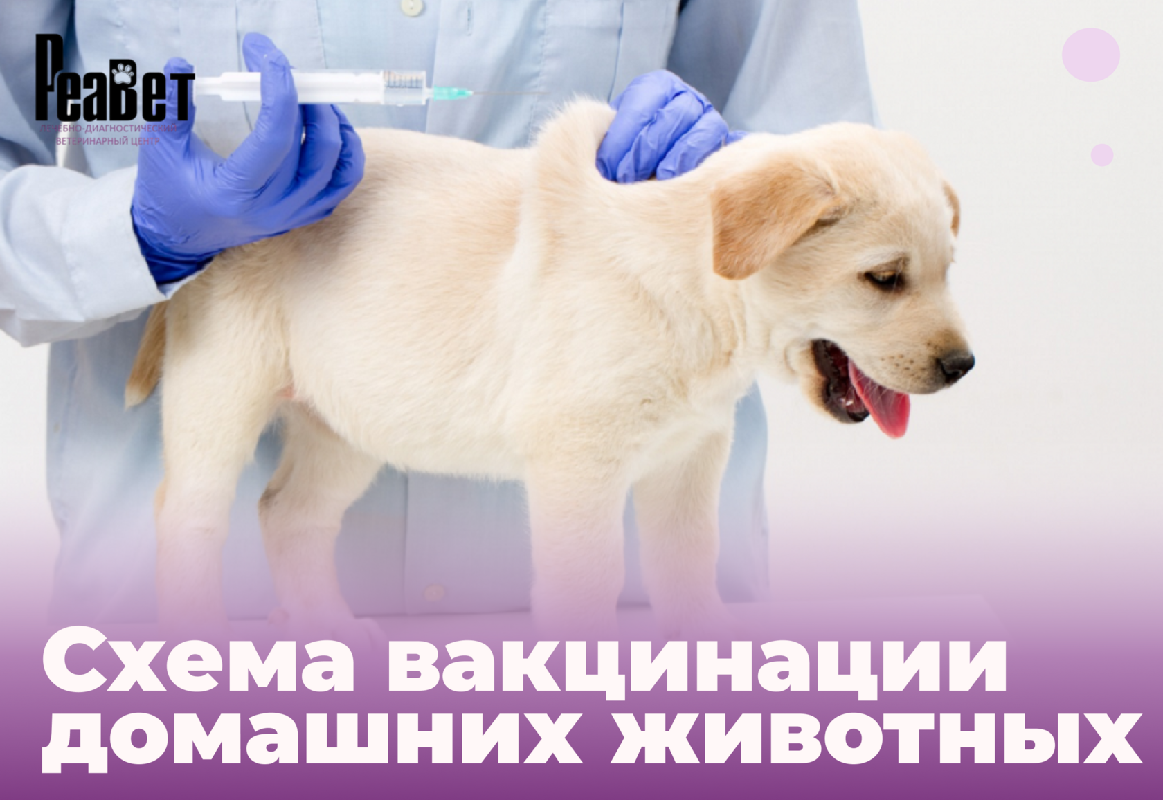 вакцинация животных