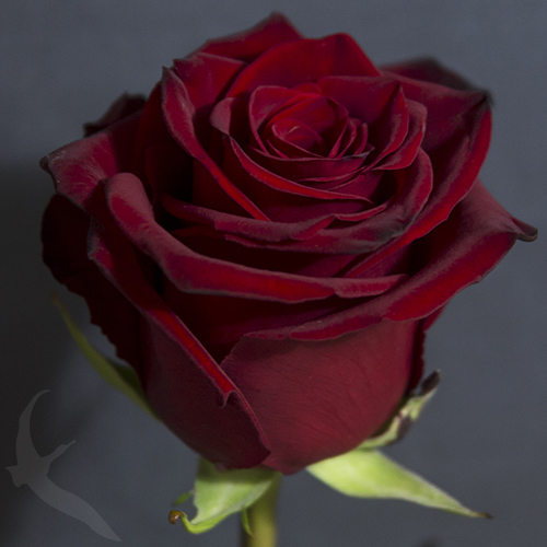 Роза красная, сорт классический Explorer
