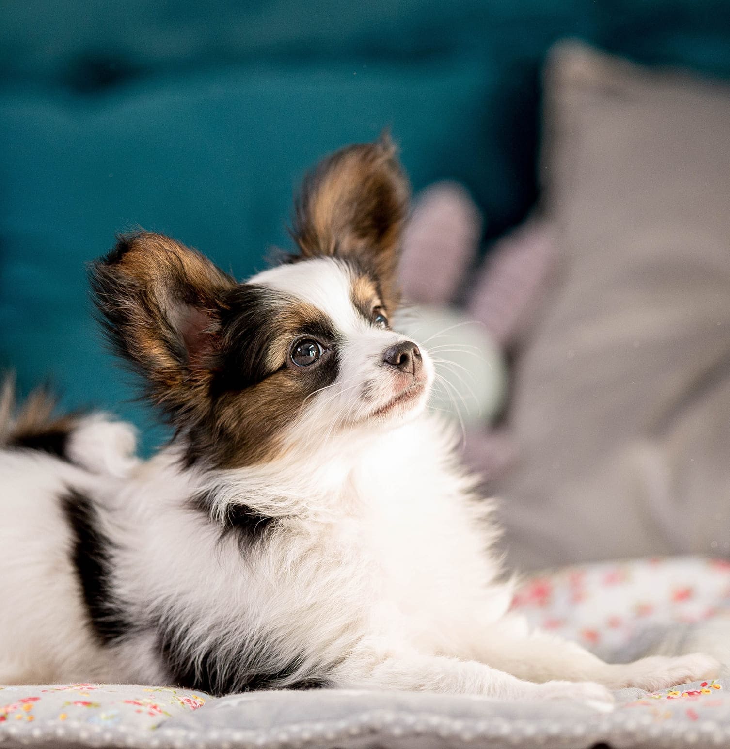 папийон Monarch Person