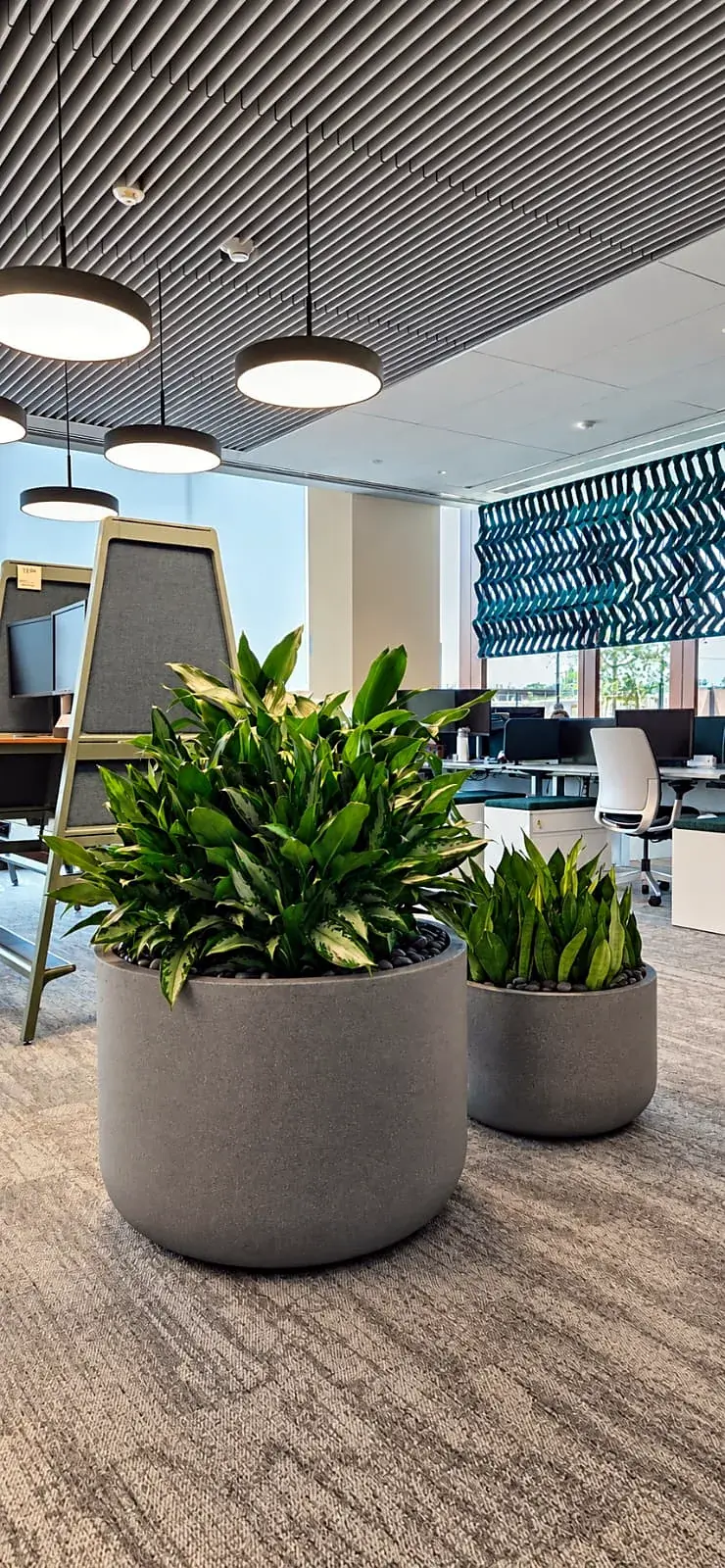 Mixed foliage plants and snake plants in gray planters near workstations and a patterned window screen