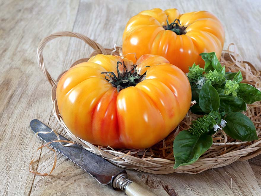 Yellow heirloom tomatoes in a woven basket with fresh basil and a knife, emphasizing gardening and transplanting tips for successful tomato growth.