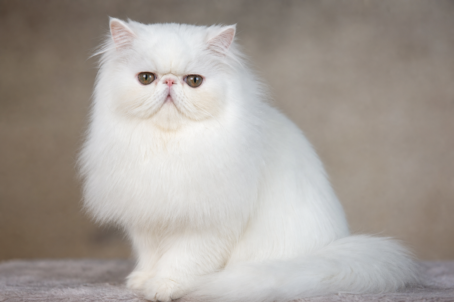 Persian