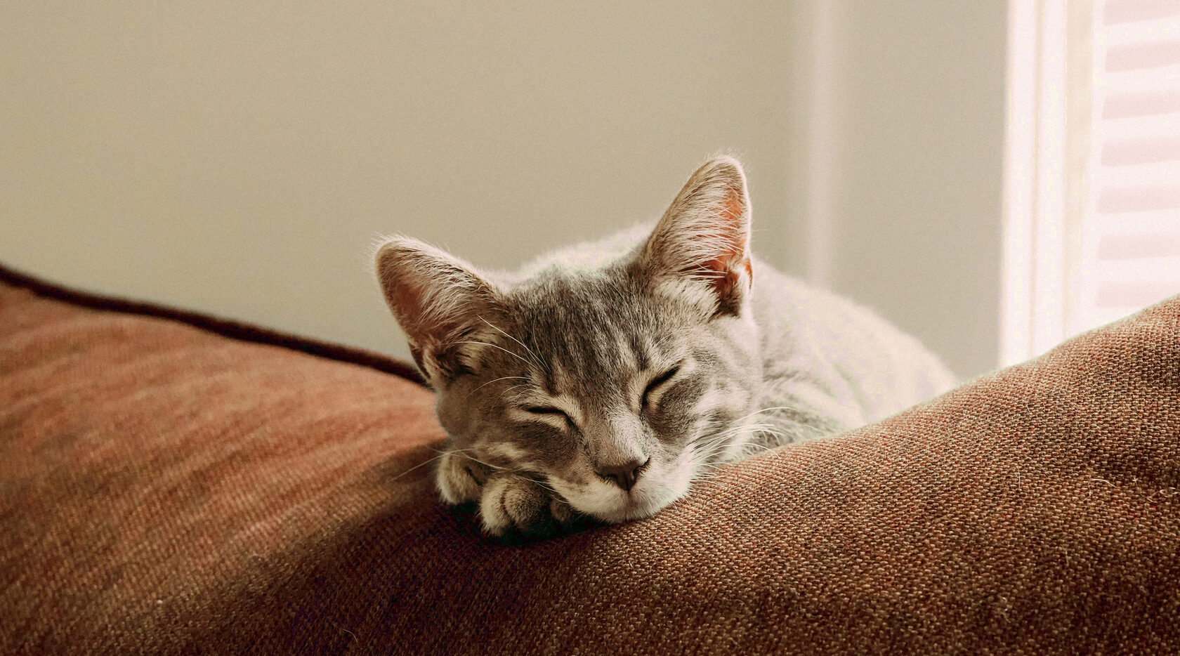 Горветслужба - Усыпление и кремация животных в Москве и области от 1500 ...