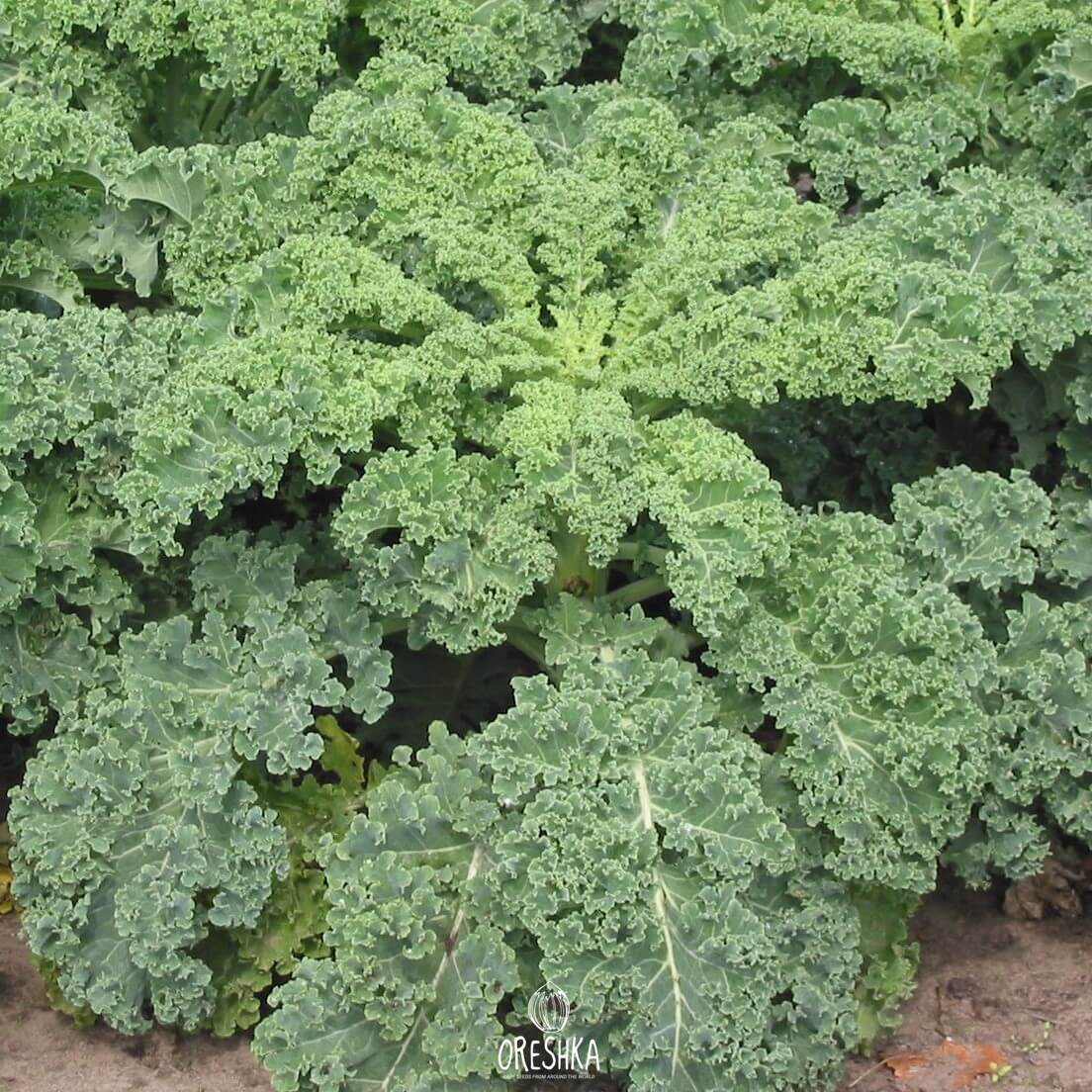 Seeds of curly cabbage Kale (Brassica oleracea var. sabellica) — 30 pcs