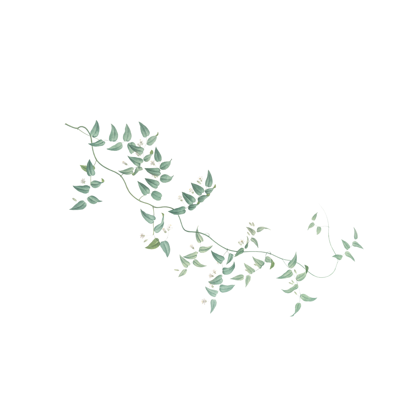 натуральная косметика, магазин профессиональной косметики, крем для ног, крем для ног с мочевиной, крем для ног купить, масло для ногтей, масло монарды для ногтей, масло для ногтей купить, косметика для ногтей, дезодорант для ног