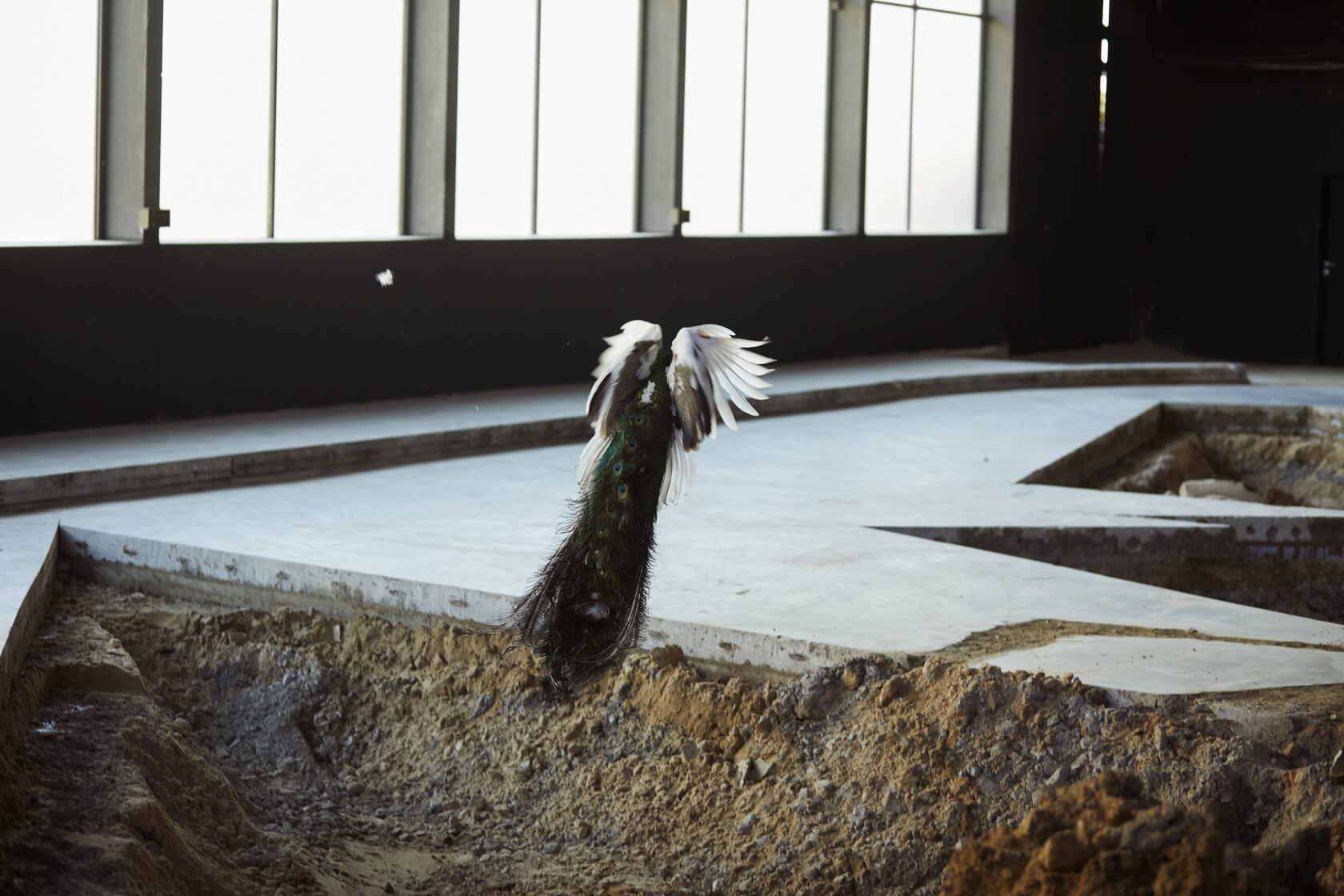Pierre Huyghe — After ALife Ahead, 2017, Skulptur Projekte Münster