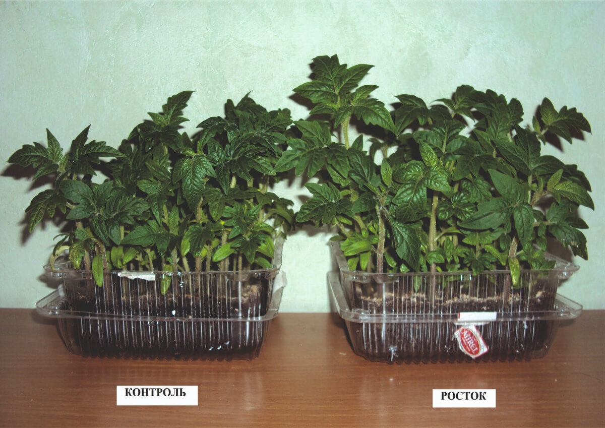 Влияние гуминового препарата РОСТОК на томаты