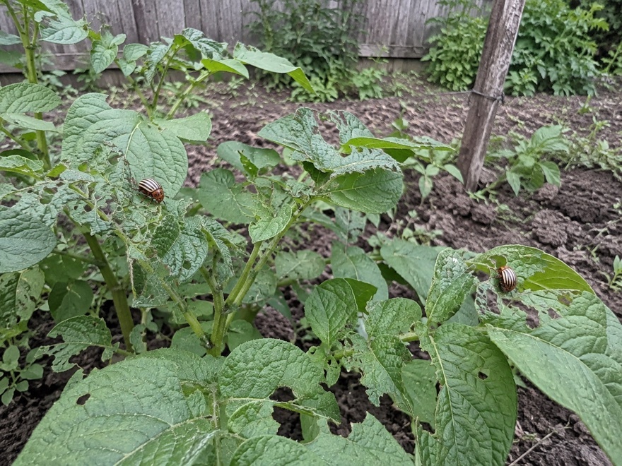 Colorado potato beetle damage on potato plant leaves