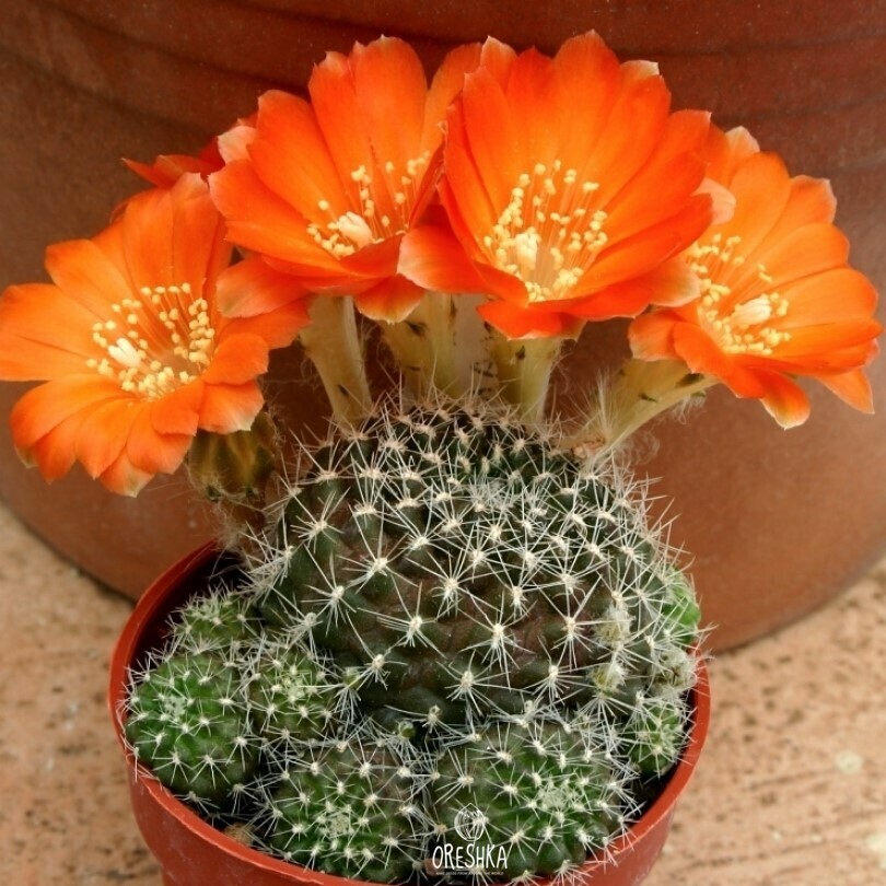 Seeds of Cactus Rebutia xanthocarpa v. aureiflora RW 194 (Rebutia xanthocarpa v. aureiflora RW 194) — 10 pcs
