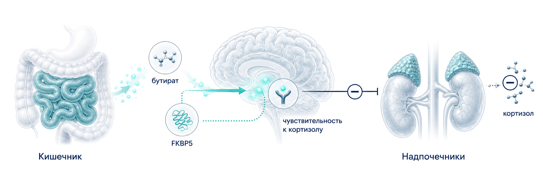 Схема кишечник - бутират - FKBP5 - мозг - надпочечники - кортизол
