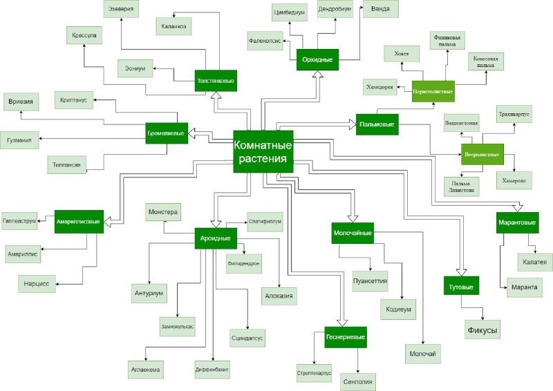 Правильная схема классификации растений